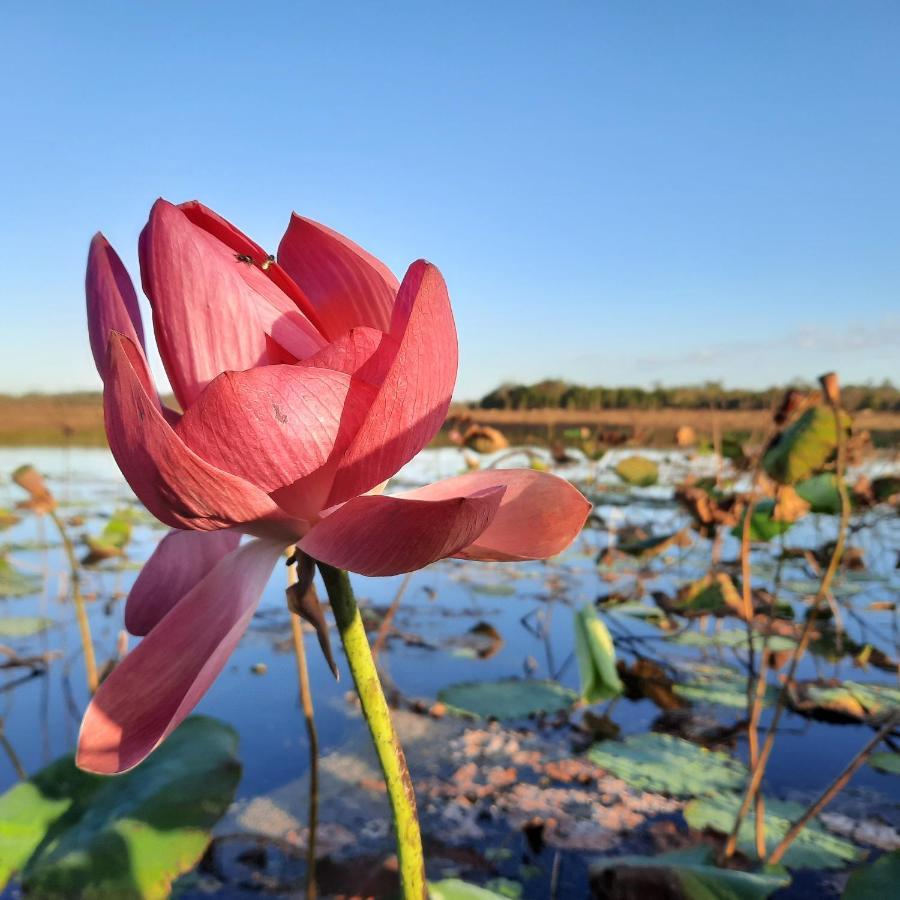 Wild Nature Lodge, Mareeba Wetlands Biboohra Esterno foto