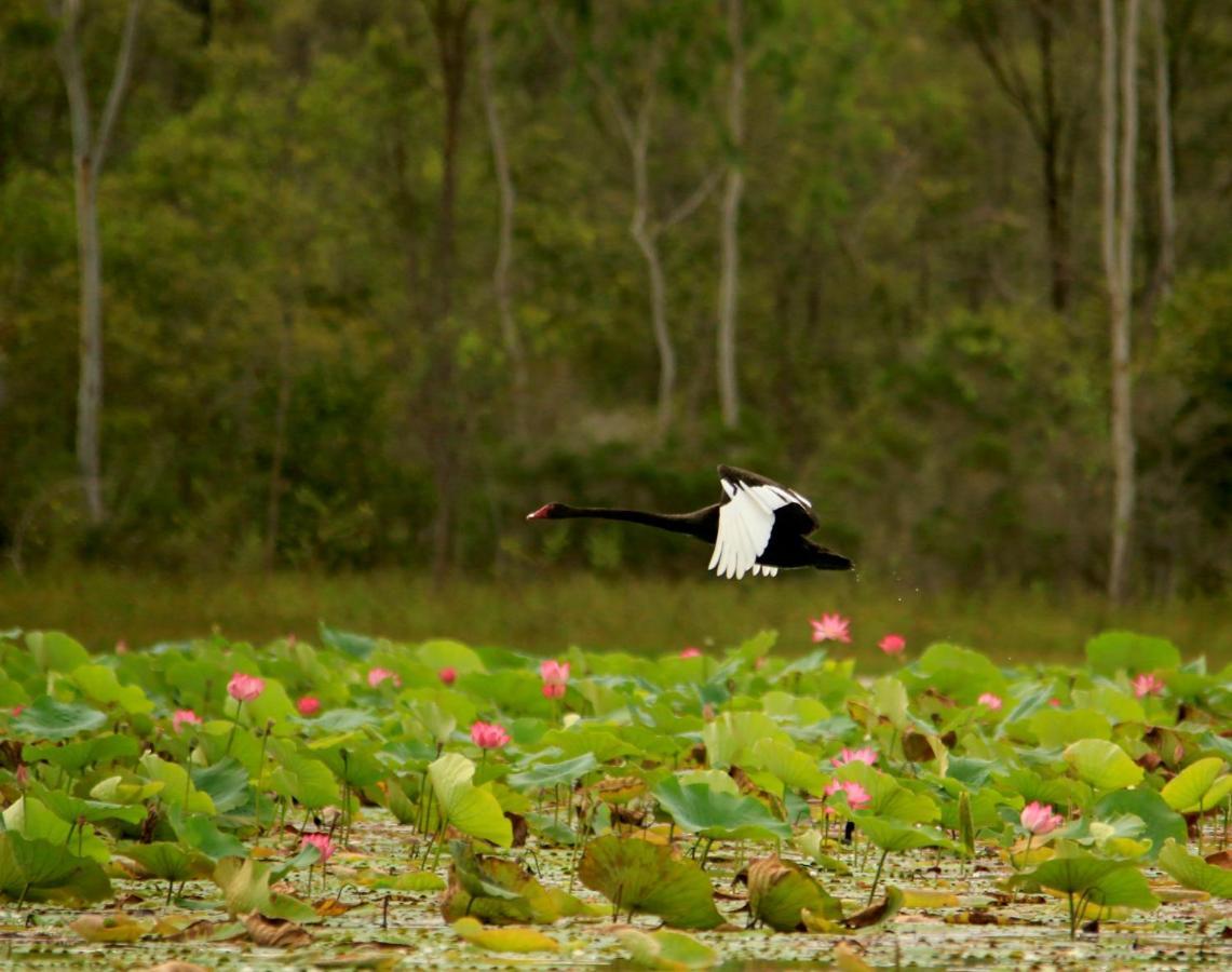 Wild Nature Lodge, Mareeba Wetlands Biboohra Esterno foto
