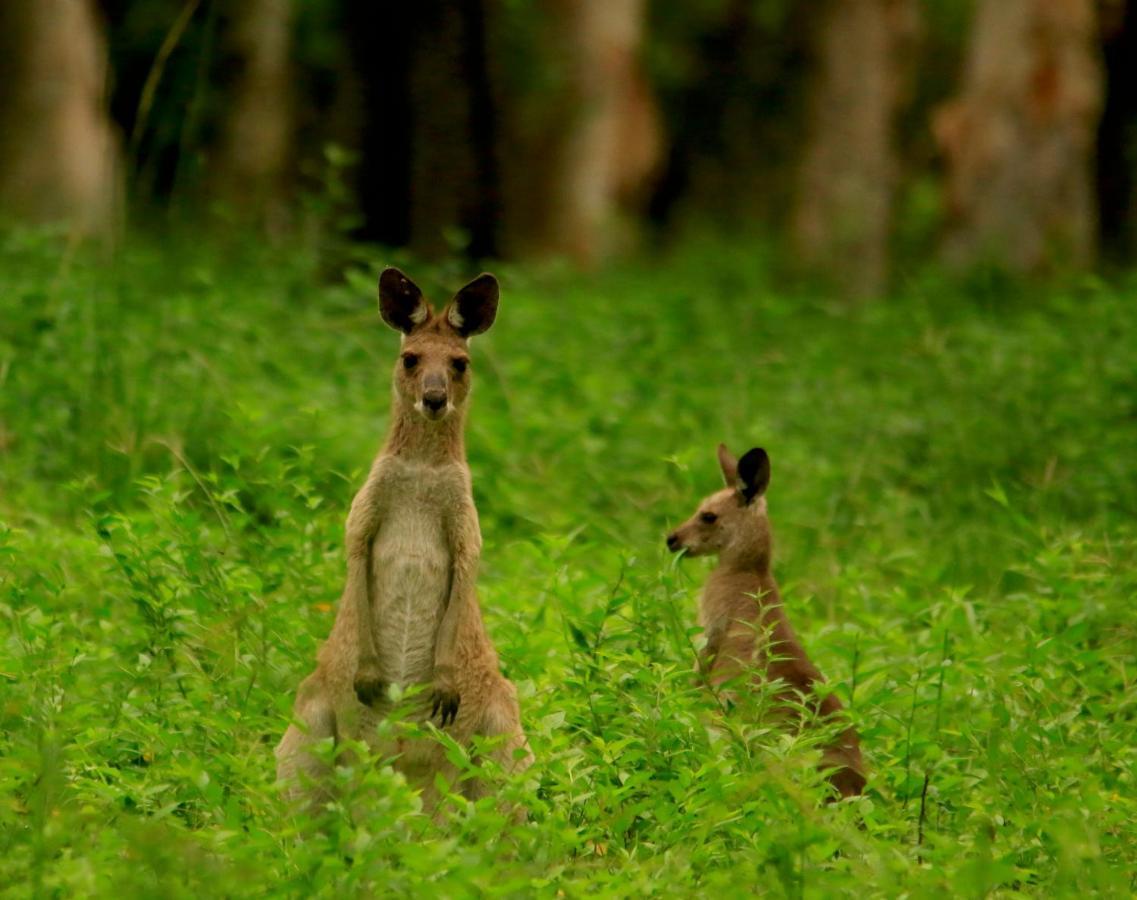 Wild Nature Lodge, Mareeba Wetlands Biboohra Esterno foto