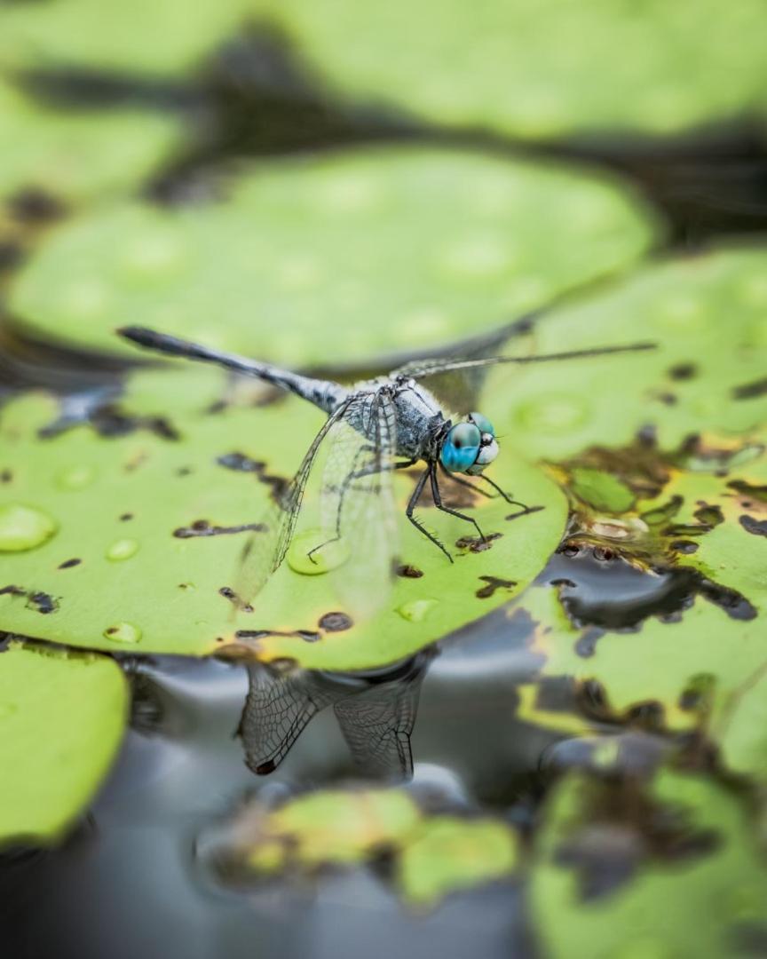 Wild Nature Lodge, Mareeba Wetlands Biboohra Esterno foto